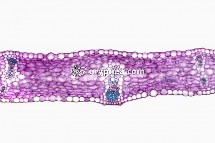 Feuille d'Iris CT x25 - gryphea.org